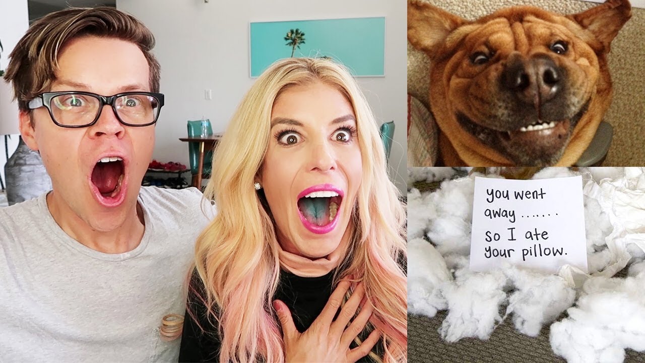Finally Catching Them!  (Reacting to Funny Pets!)