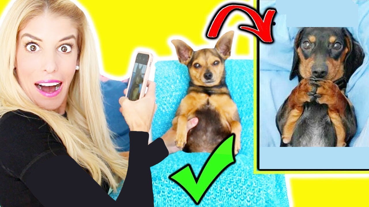 i Tried RECREATiNG Adorable MEMES with my DOGS!